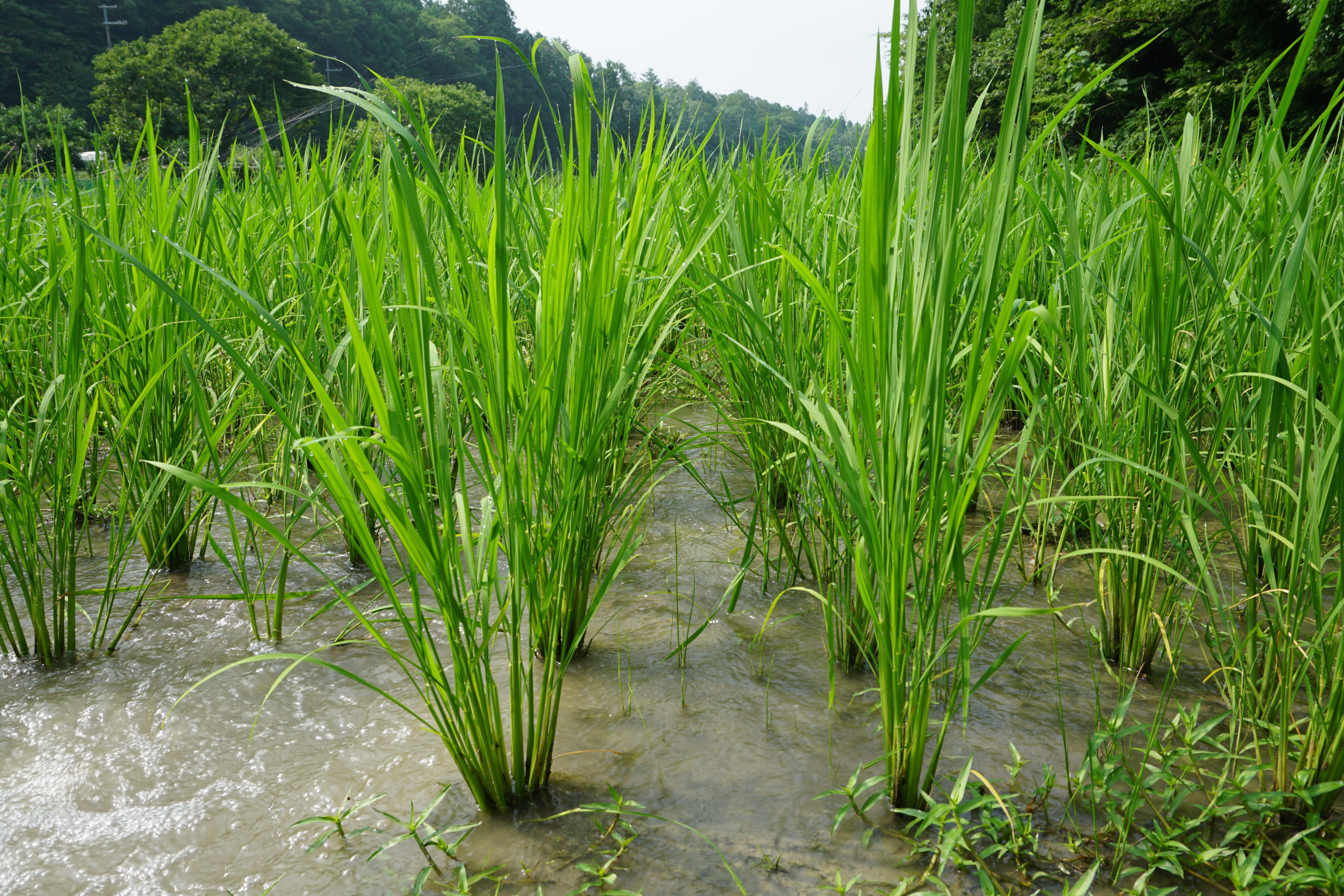 真っ直ぐ等間隔に植え付けられ力強く根を張る稲