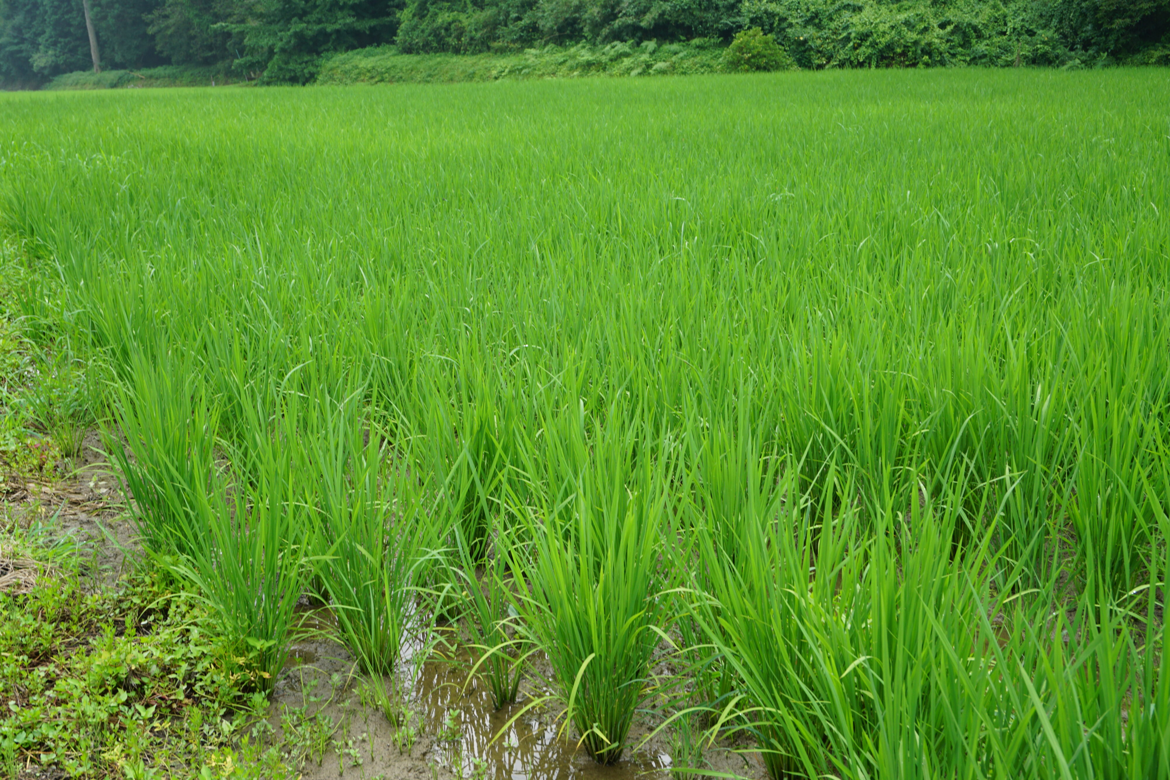 青々と力強く成長する丹波篠山の水田