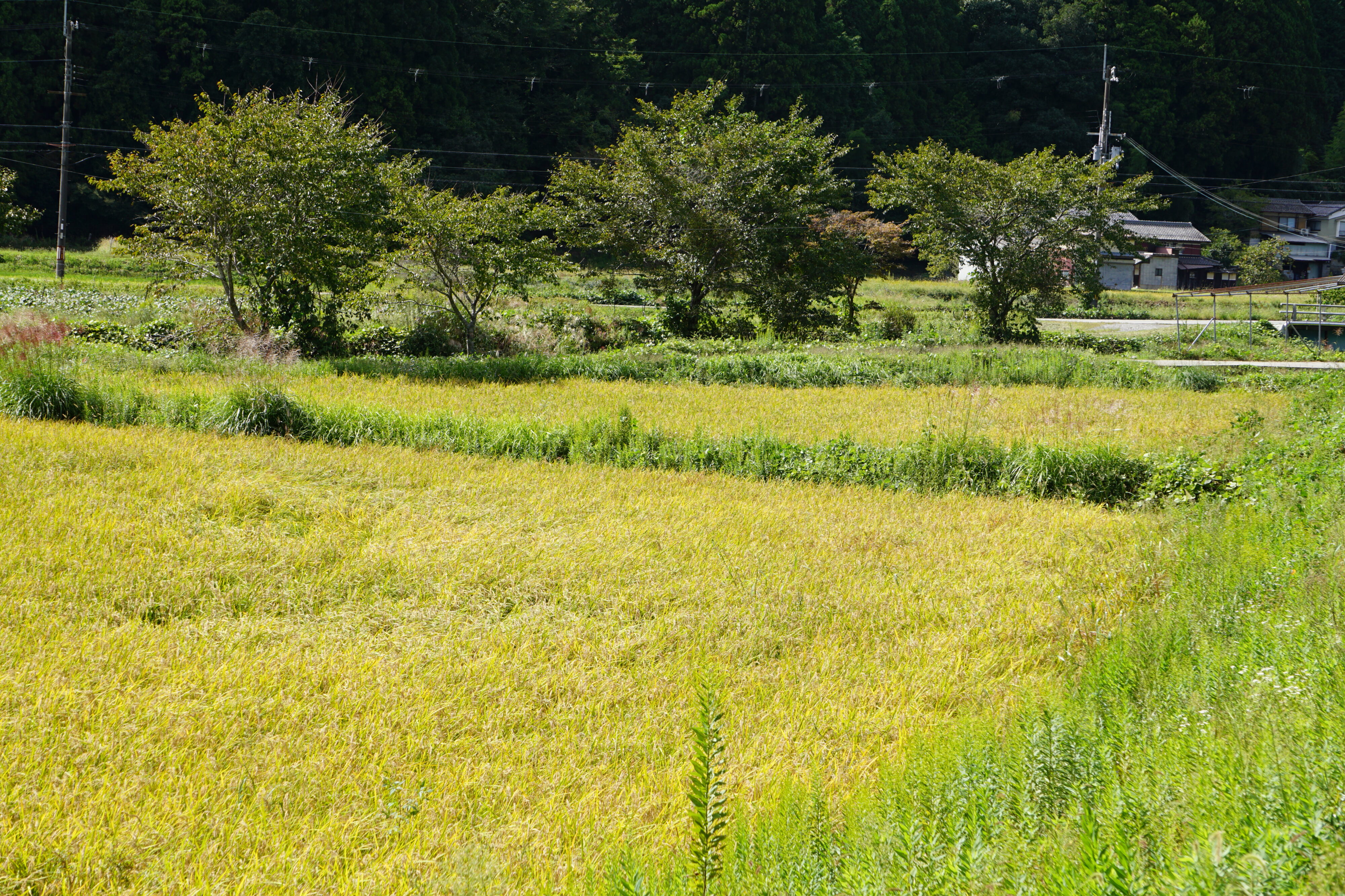 耕作放棄地から再生した奥県守の田んぼと地権者様へ届けたお米