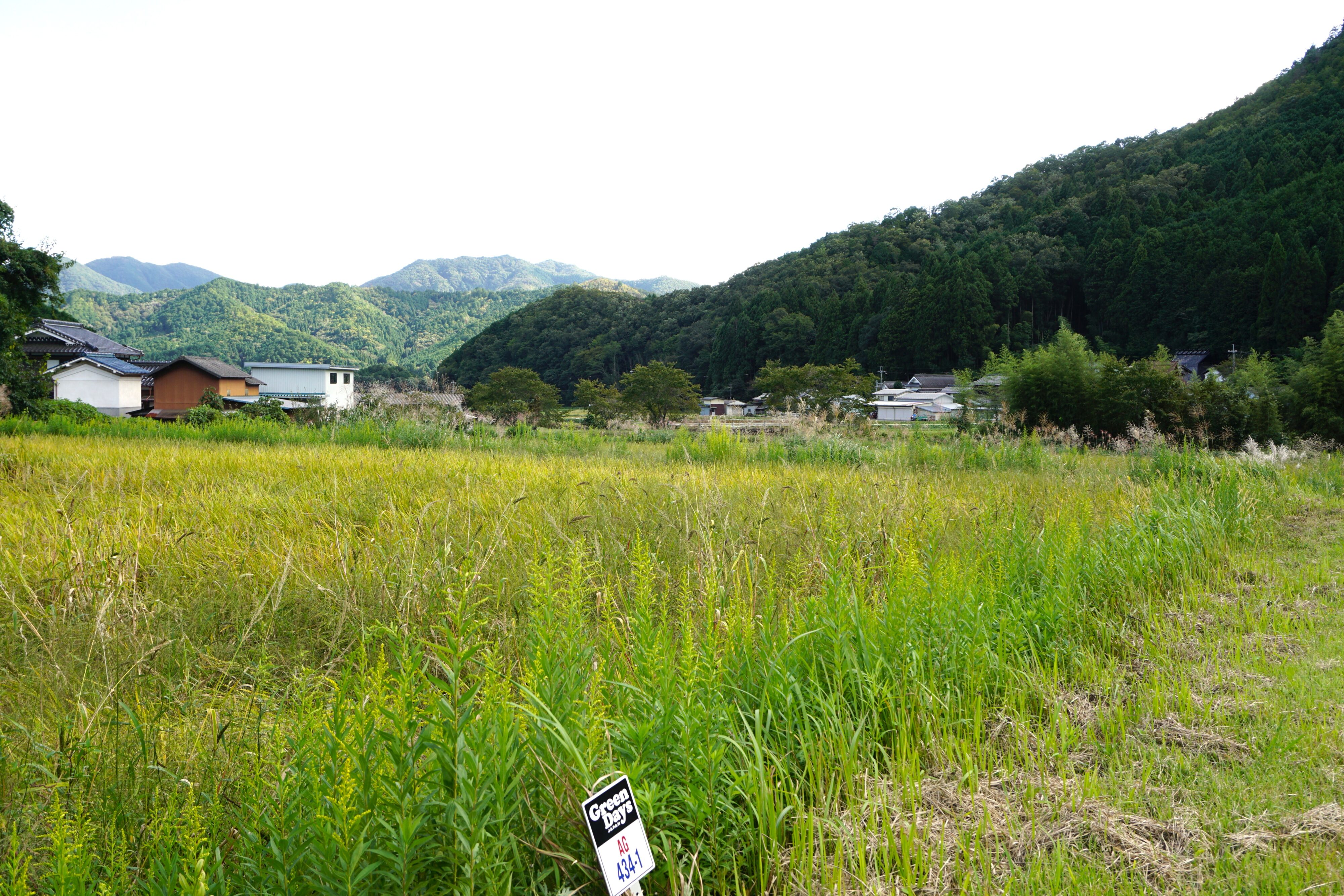 見事に再生し稲が育った田んぼの風景