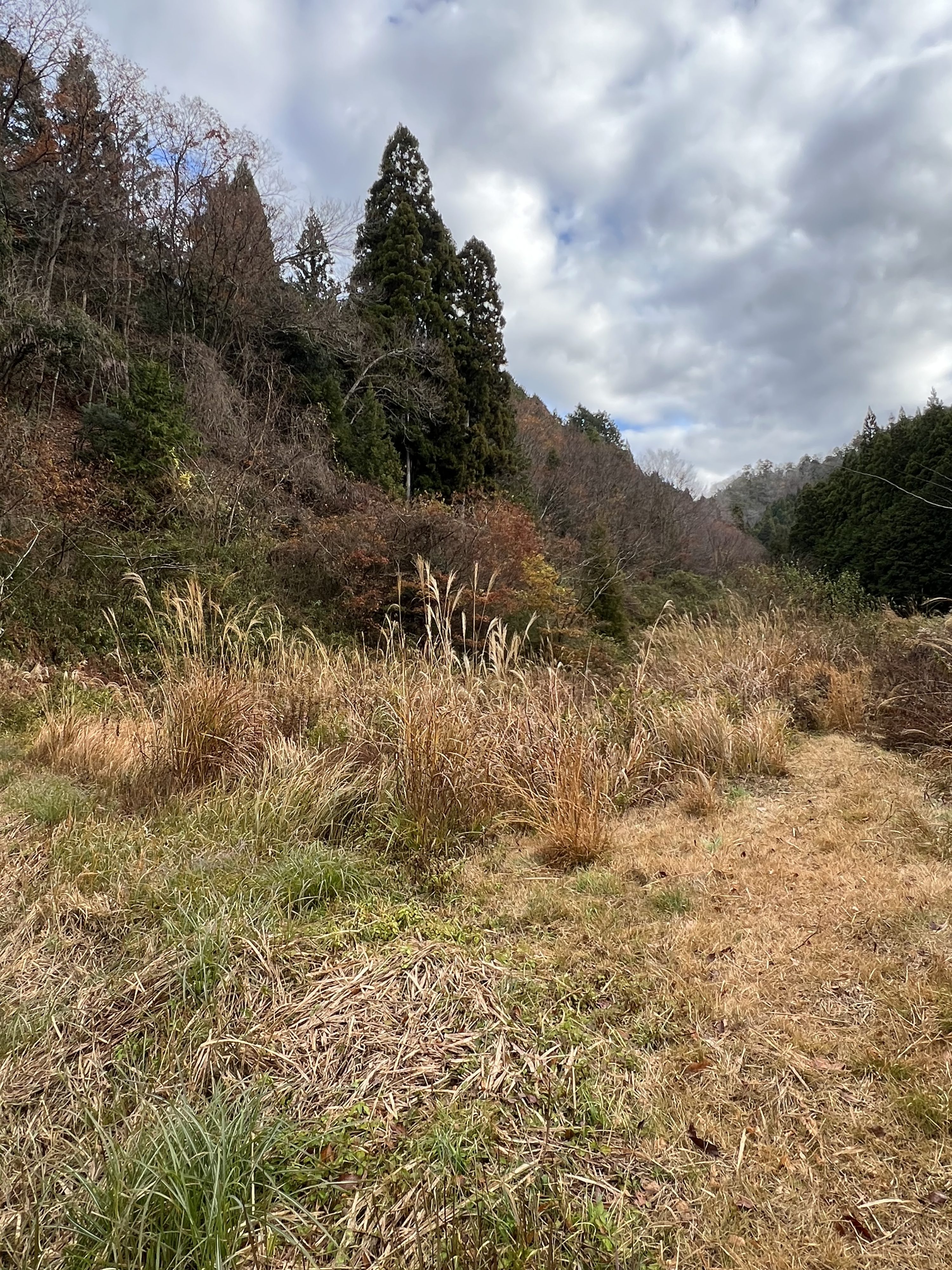 長年手付かずとなっている小さな圃場の実態
