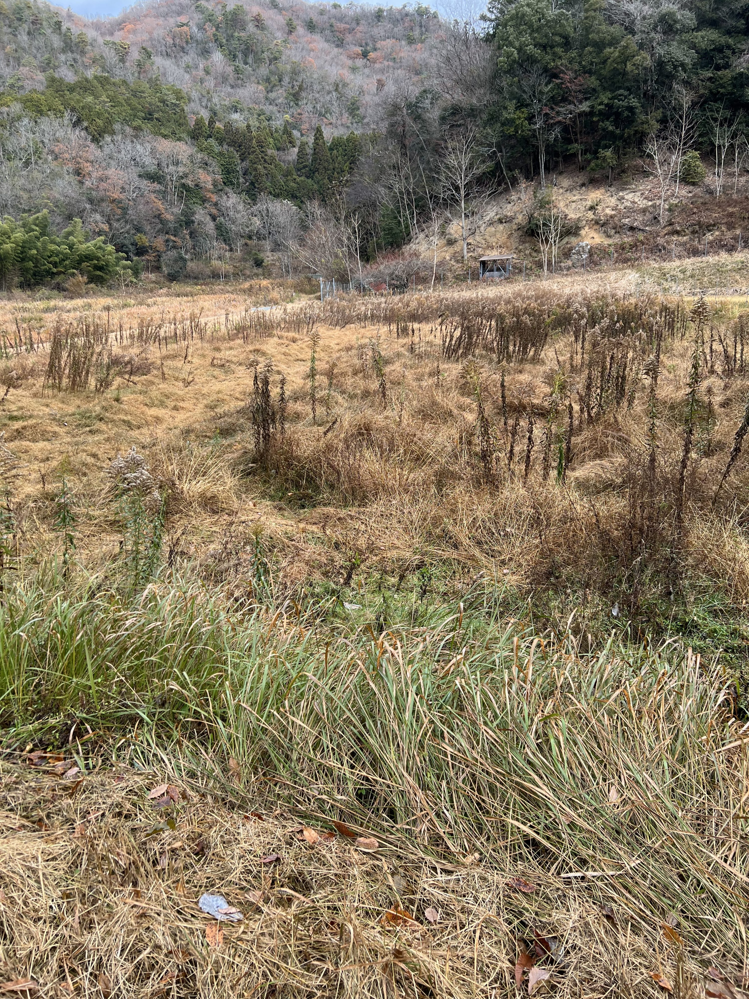 小野新地区での現地調査風景